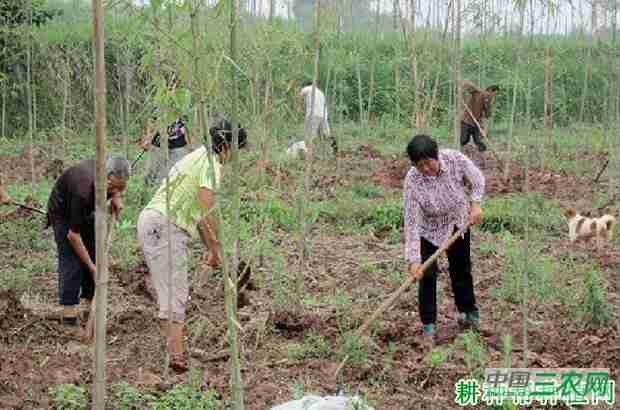 种植雷竹如何施肥(种植雷竹如何施肥最好)